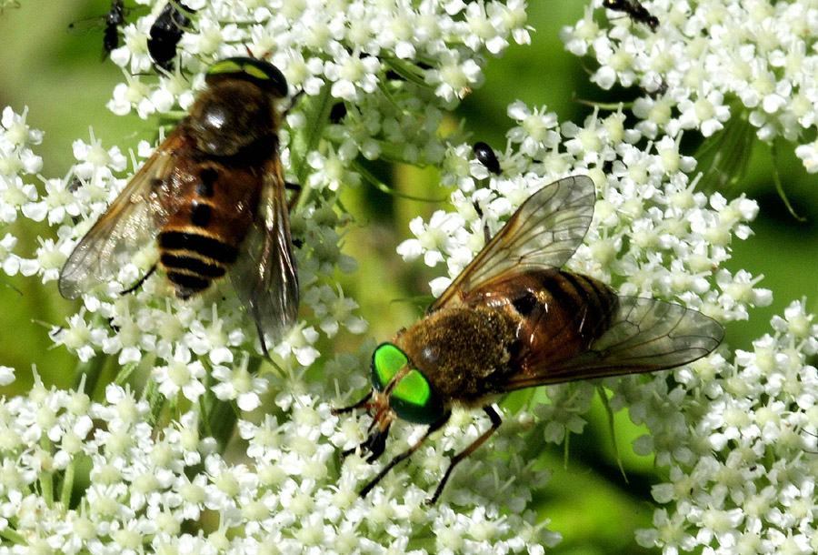 Tabanidae: Philipomyia aprica e graeca maschi e femmine